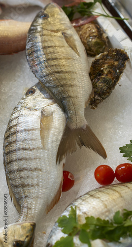 Striped sea bream photo