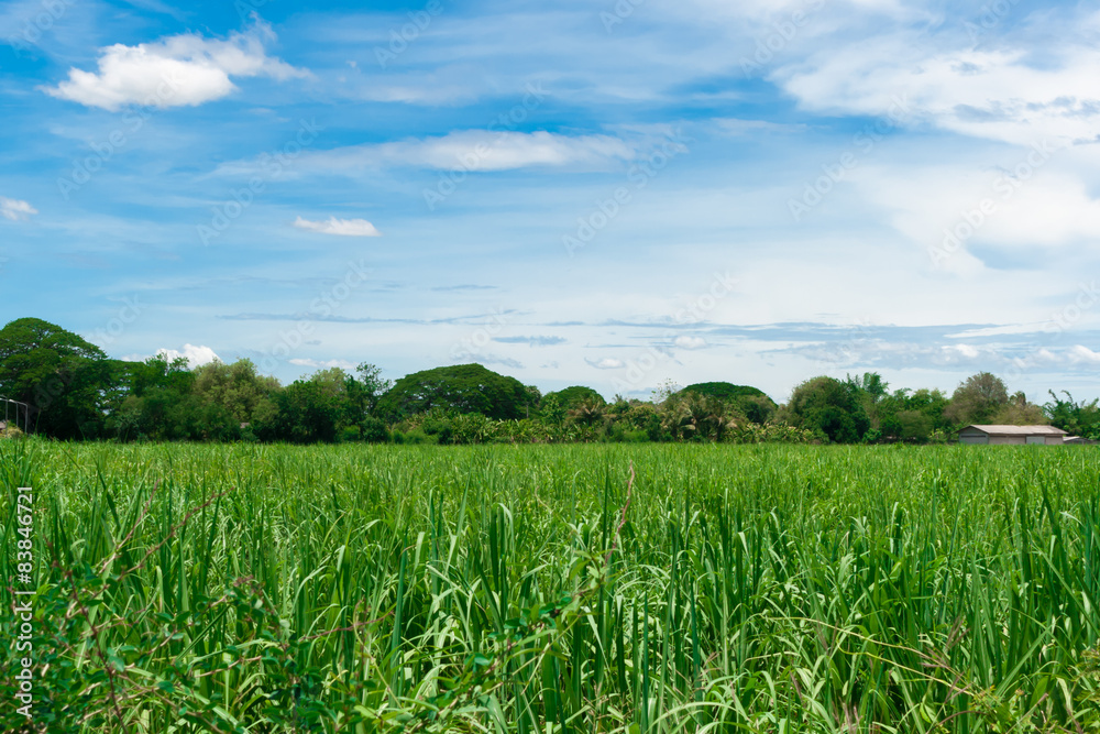 Crop farm with cloudy sky