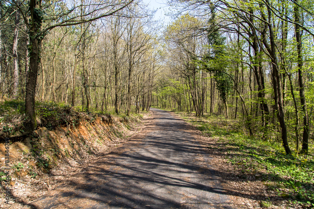 Road in Forest