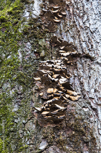 Tree Wood Texture with Dead Mushrooms