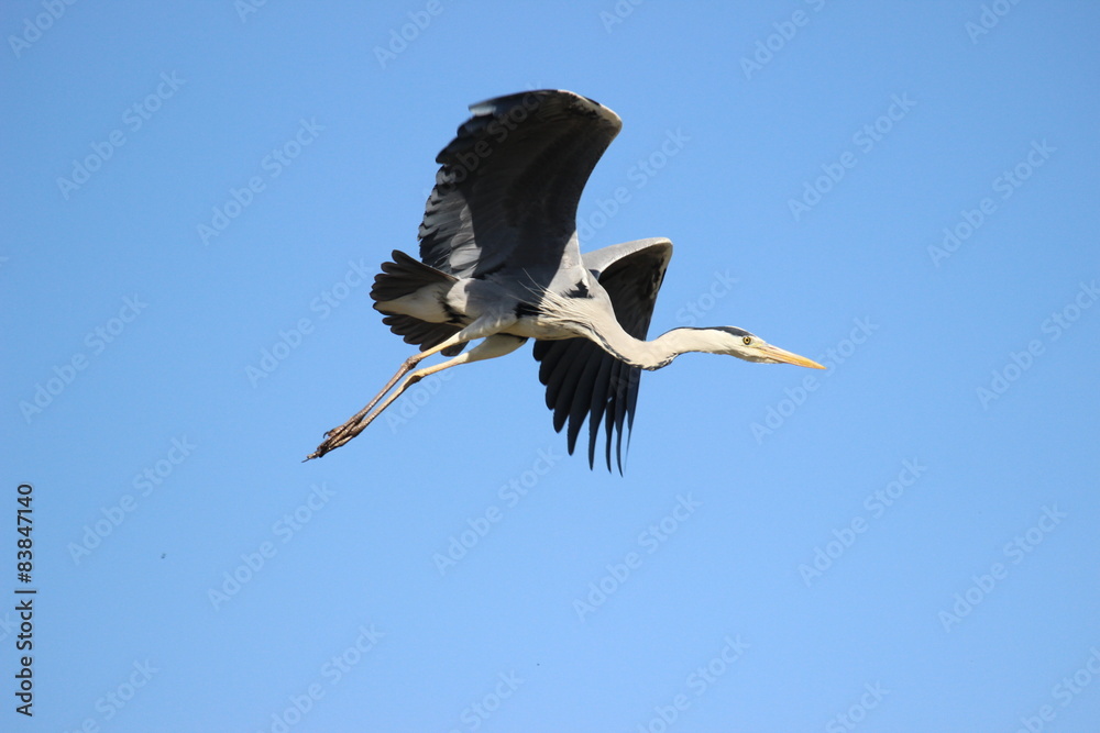 Obraz premium Graureiher