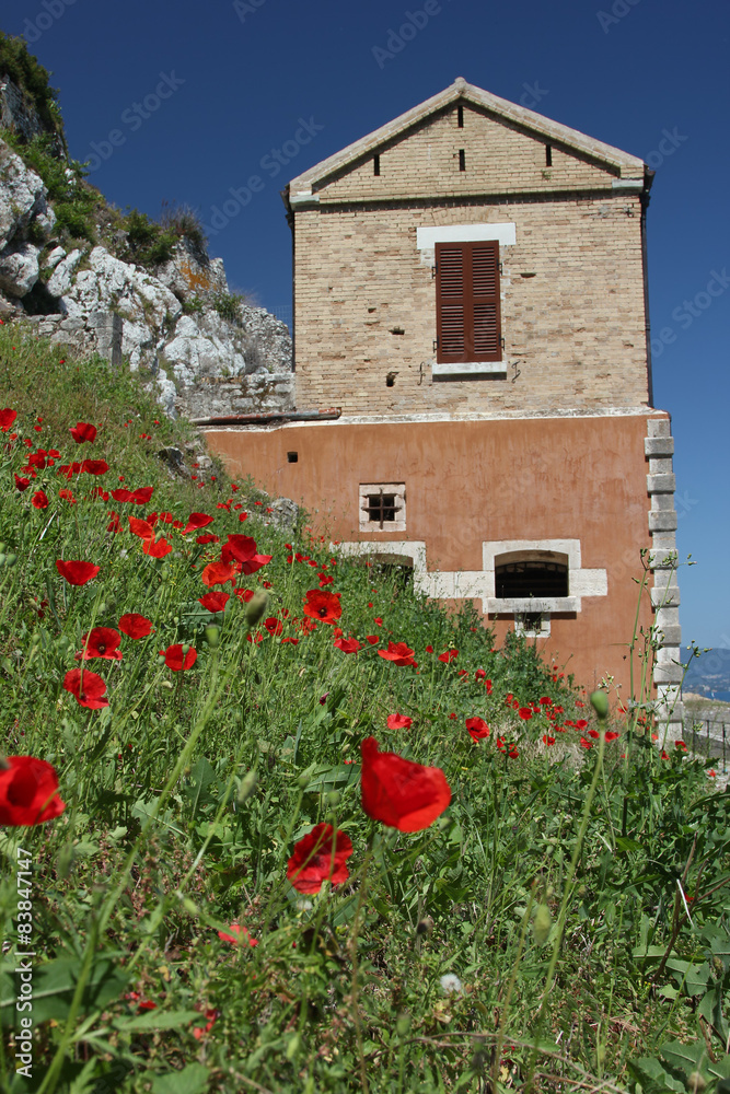 Poppies in front of a house