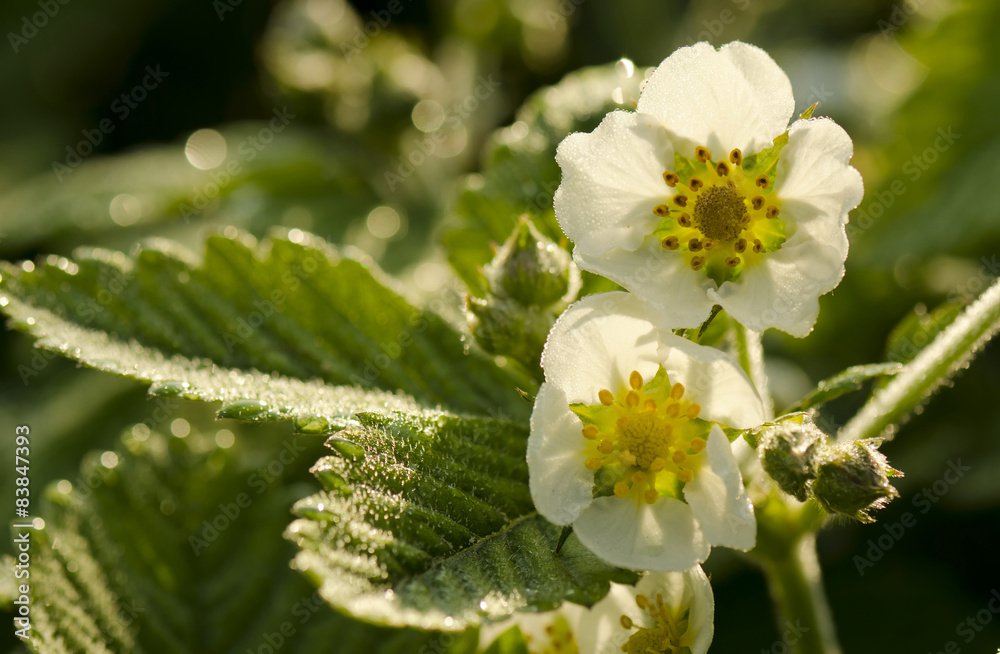 Obraz premium strawberry flower