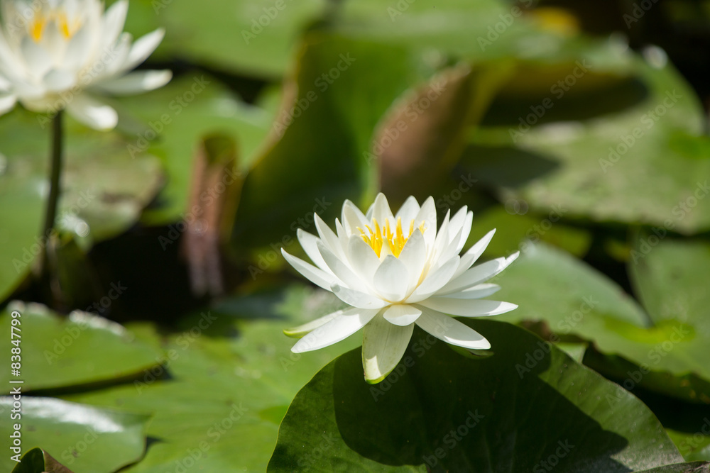 スイレン（睡蓮）　