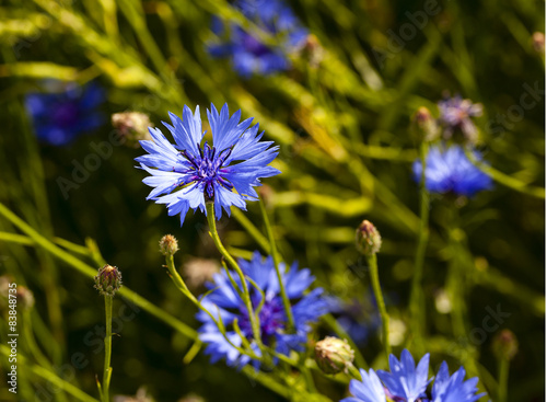 cornflower  