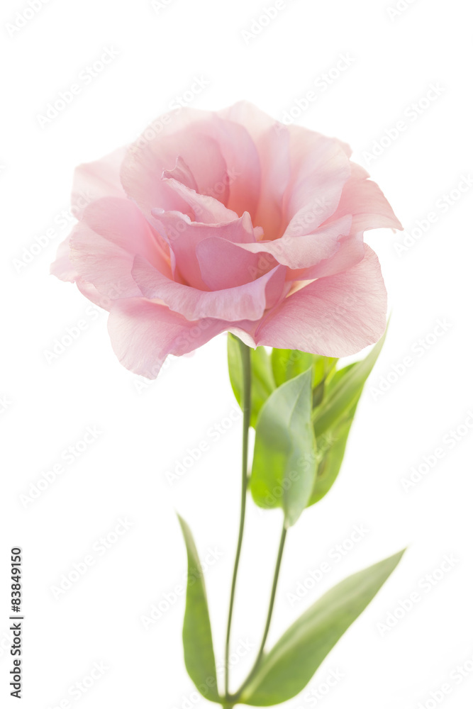 Beautiful pink eustoma isolated on white background