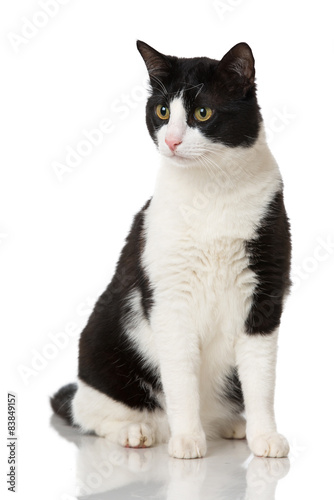 Fototapeta Naklejka Na Ścianę i Meble -  Schwarzweißer Kater