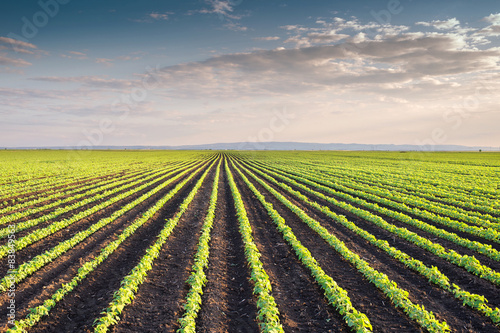 Soybean Field