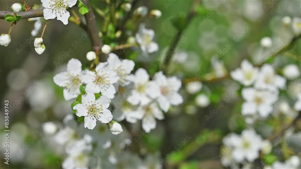Spring Blossom Tree Branches With White Flowers Spring Blossom Tree Branches With White Flowers