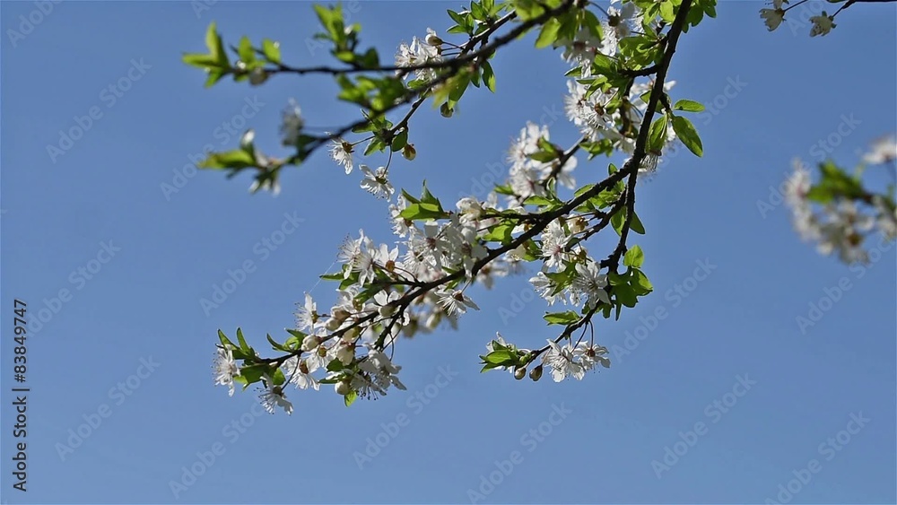 Spring Blossom Tree Branches With White Flowers Spring Blossom Tree Branches With White Flowers