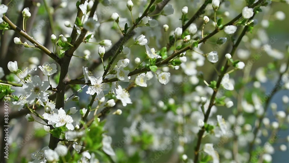 Spring Blossom Tree Branches With White Flowers Spring Blossom Tree Branches With White Flowers
