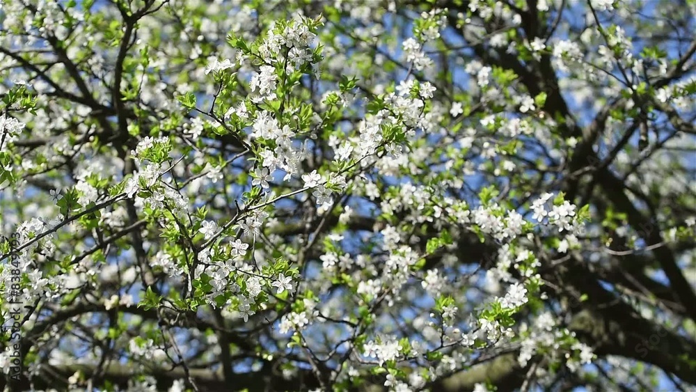 Spring Blossom Tree Branches With White Flowers Spring Blossom Tree Branches With White Flowers
