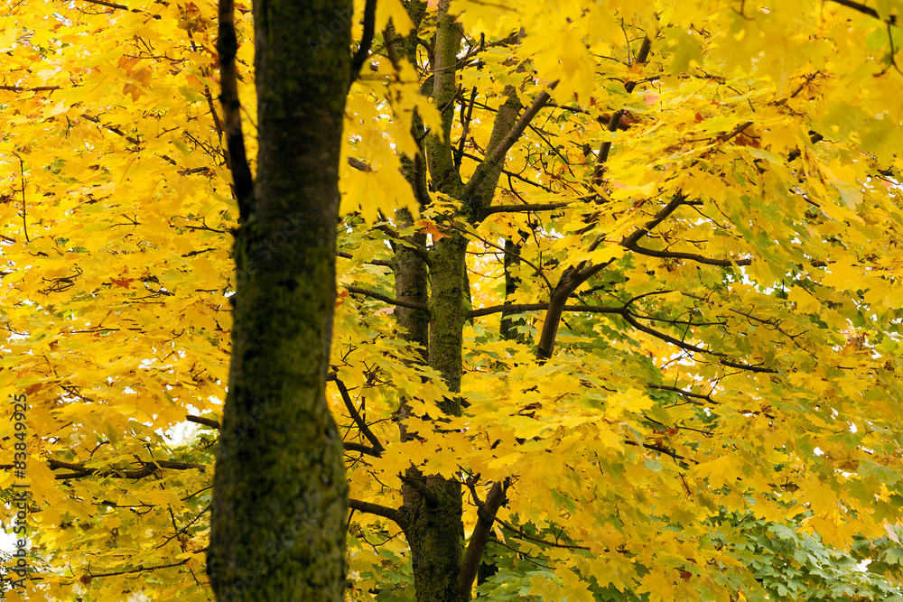 yellow leaves yellow leaves