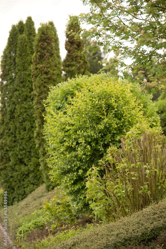 Obraz premium Schöner Garten mit Zypressen