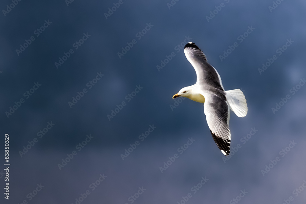 Fototapeta premium Seagull flying in blue sky, Dramatic