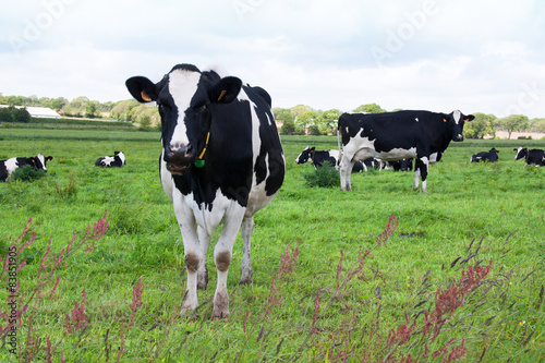 Vaches Holstein en pature photo