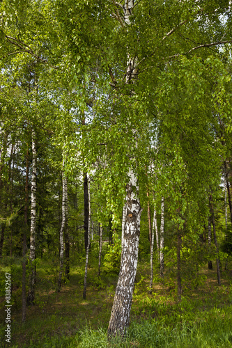 small birch grove  