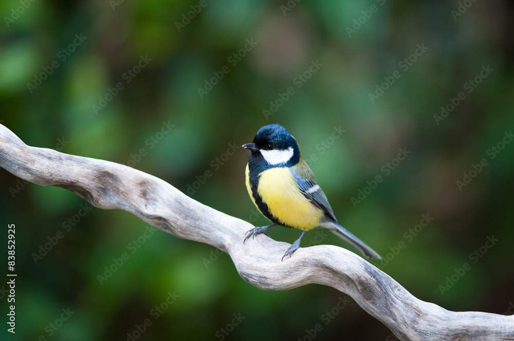 Fototapeta premium Cincia