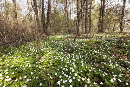Wallpaper Mural spring flowers   Torontodigital.ca