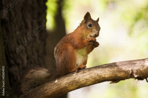 Little brown squirrel eats a nut in park. © dolphinartin