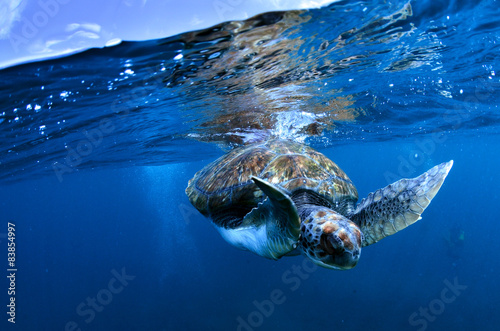 Tortuga marina descendiendo photo