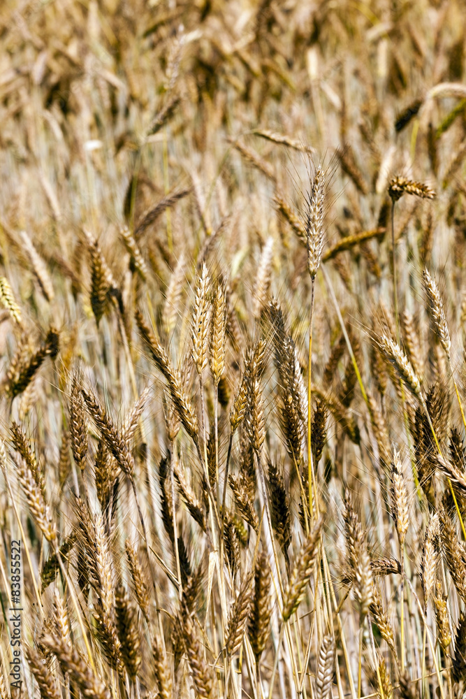 Fototapeta premium ripened cereals 