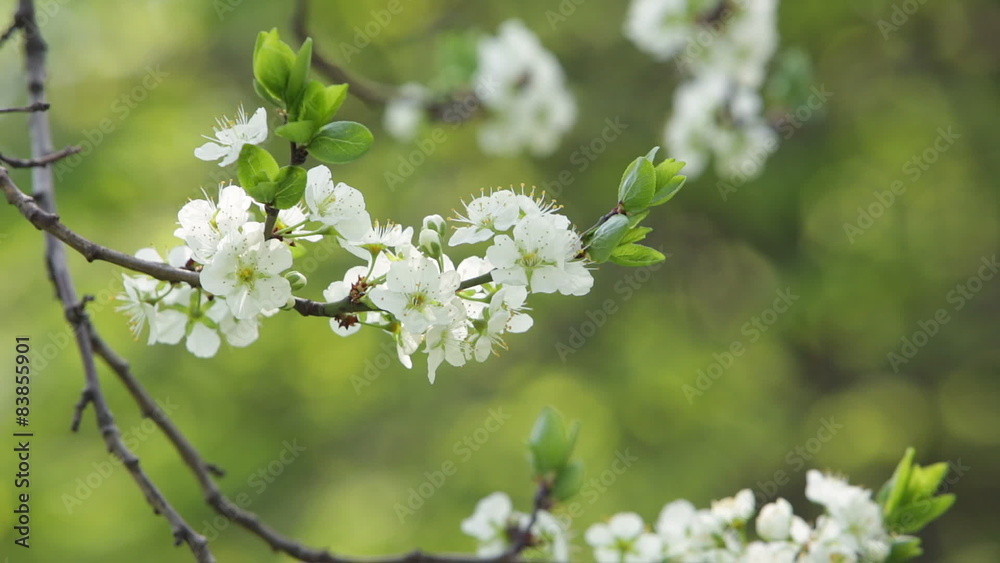 Blooming tree in spring with white flowers Blooming tree in spring with white flowers