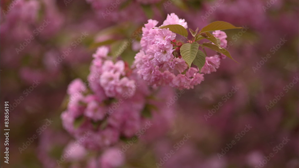 Blooming tree in spring with pink flowers Blooming tree in spring with pink flowers