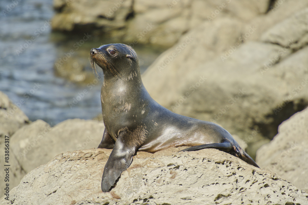 Fototapeta premium Juvenile Fur Seal on Watch in a colony along the Kaikoura Coast