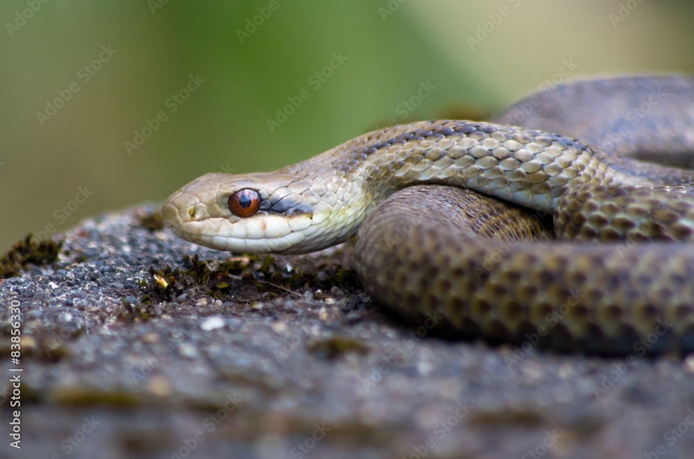 Fototapeta premium змея гадюка 