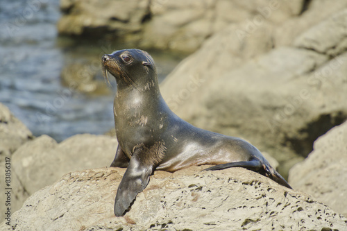 Juvenile Fur Seal on Watch in a colony along the Kaikoura Coast