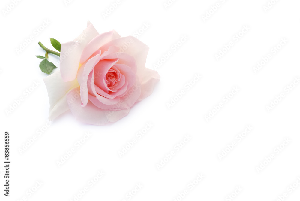Rose Rose