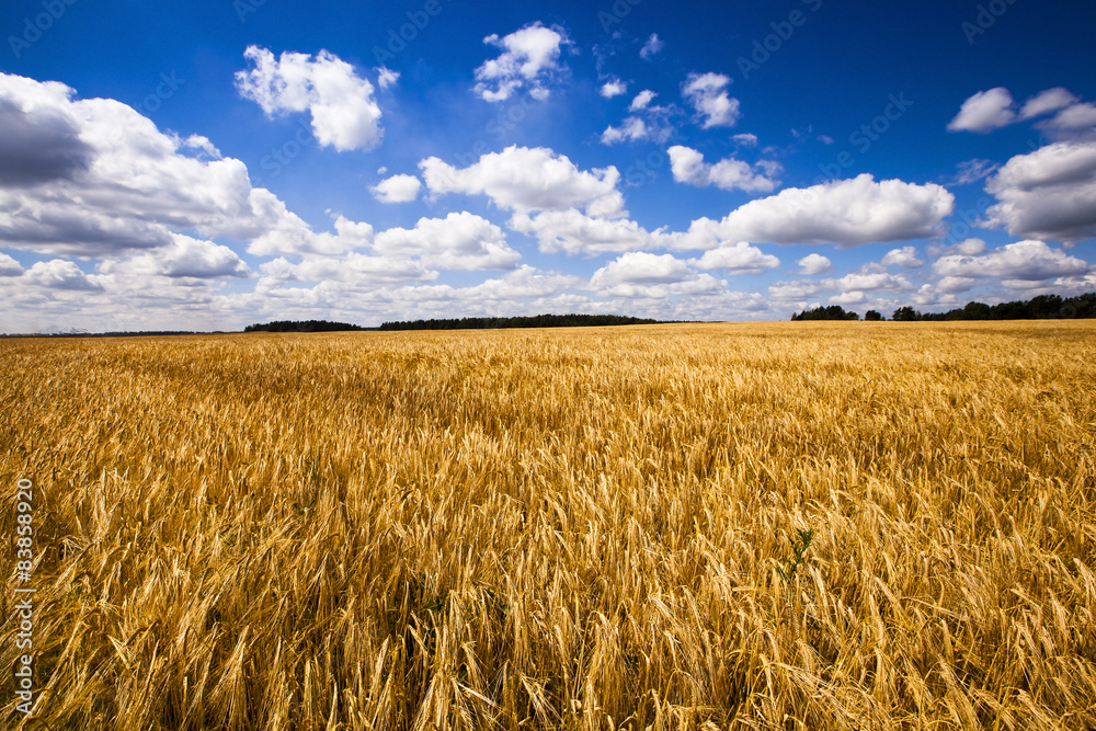 wheat field wheat field