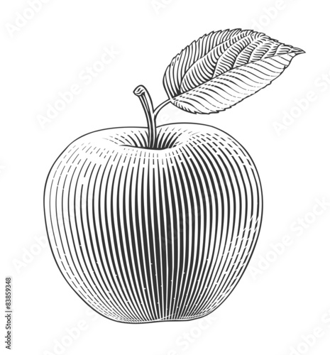 Apple in engraving style on transparent background