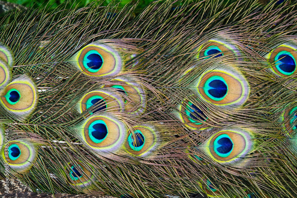 Fototapeta premium peacock feathers