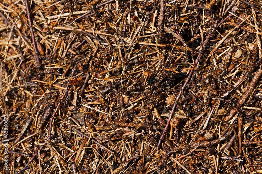 ant hill ant hill