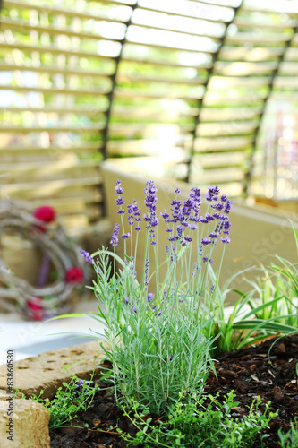 Lavender in patio photo