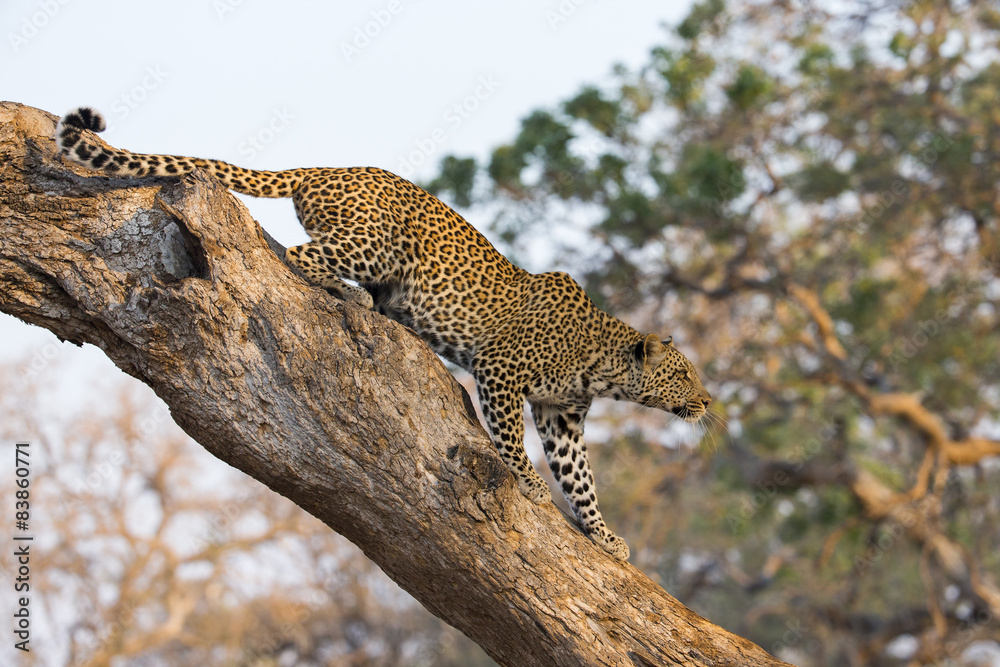 Naklejka premium Leopard auf der Jagd