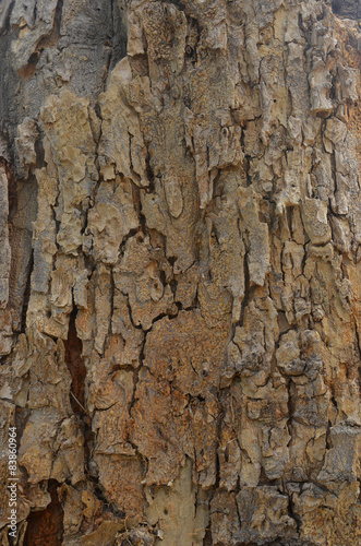Fototapeta Naklejka Na Ścianę i Meble -  The skin of the tree
