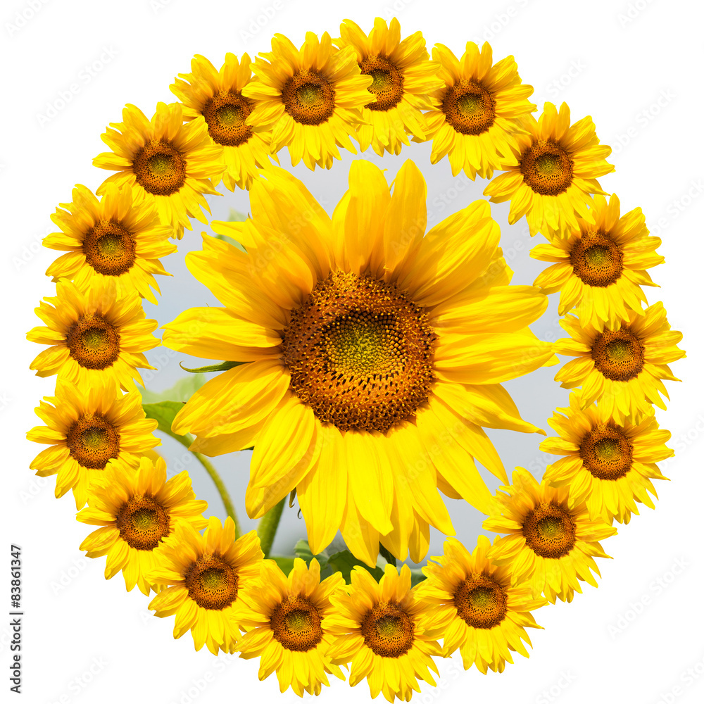 Obraz premium background of sunflowers