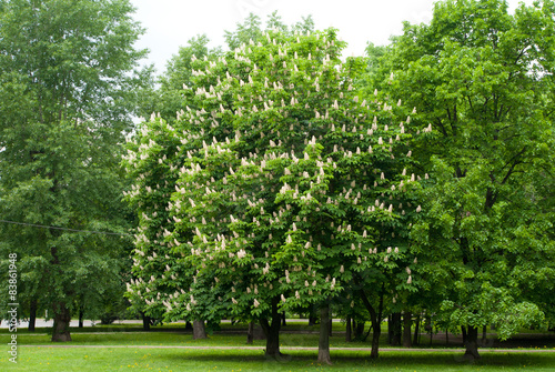 chestnut tree in the park
