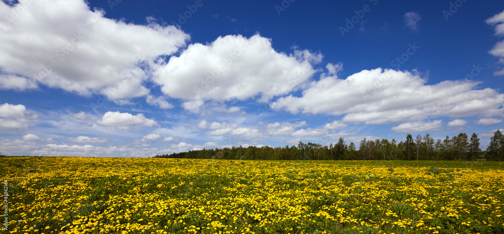 Fototapeta premium Dandelion field 