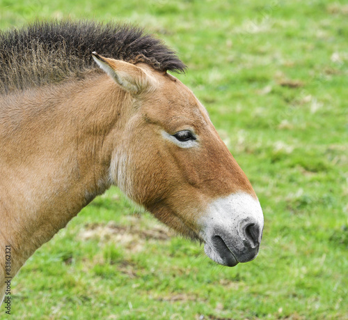 Equus przewalskii - wild horse © Vera Kuttelvaserova
