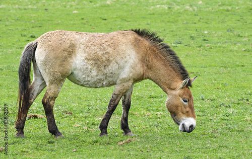 Equus przewalskii - wild horse