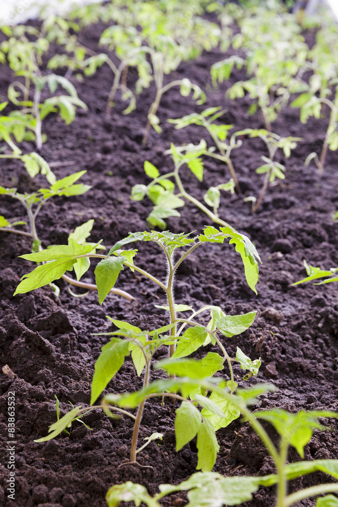 Obraz premium Tomato seedlings 
