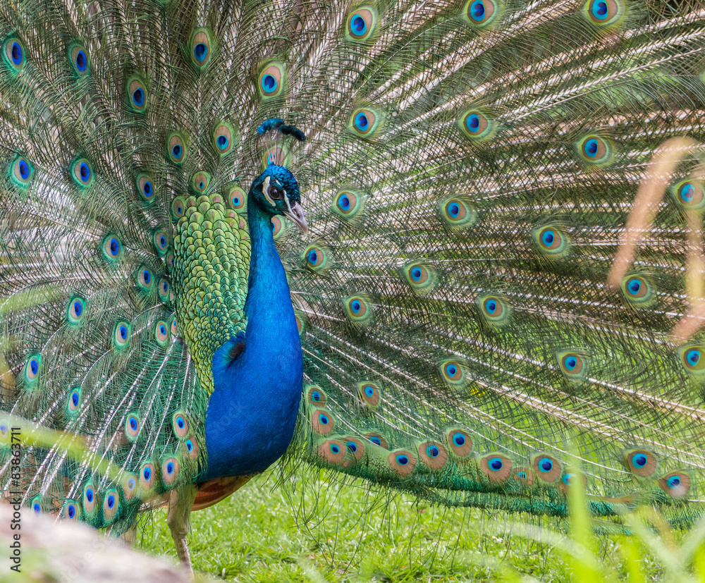 Obraz premium Peacock show-off