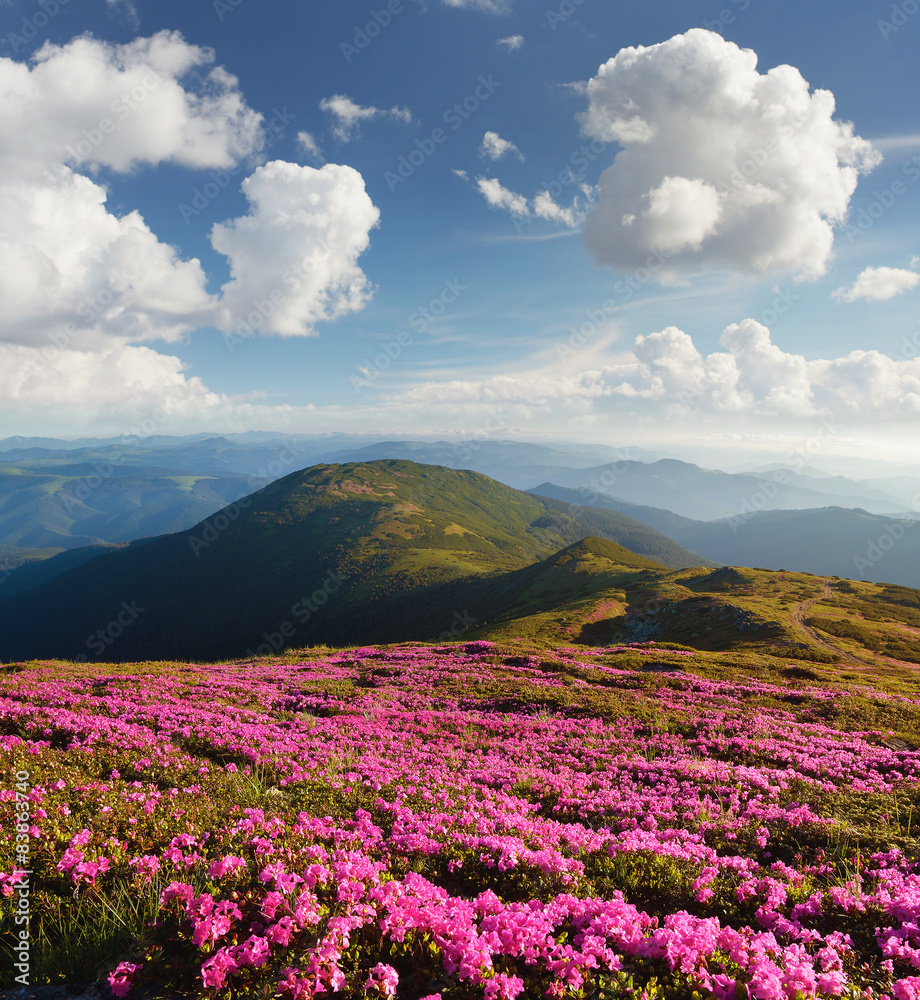 Flowers in the mountains Flowers in the mountains