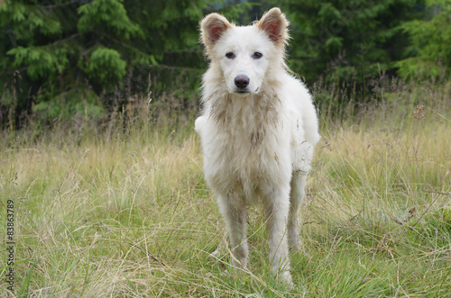 White dog