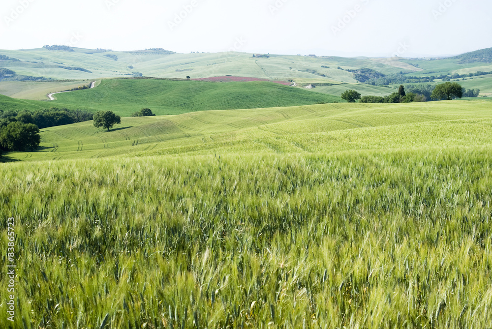 Cereal crops and farm in Tuscany Cereal crops and farm in Tuscany