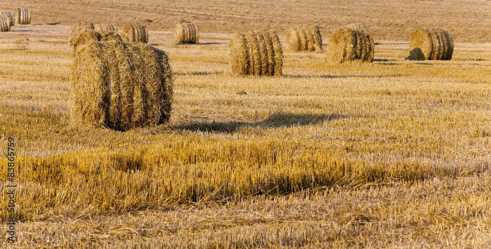 Fototapeta premium straw stack 